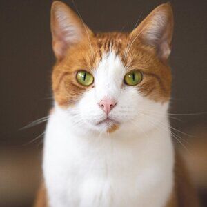 Meet your Posher, Cheyenne